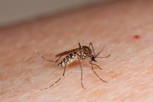 aedes_usda_flickr_stephen_ausmus