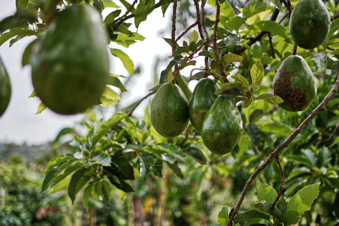 Plantação de abacate. Árvores verdes com frutos de abacate pendurados no galhos. A fruta traz diversos benefícios para a saúde.