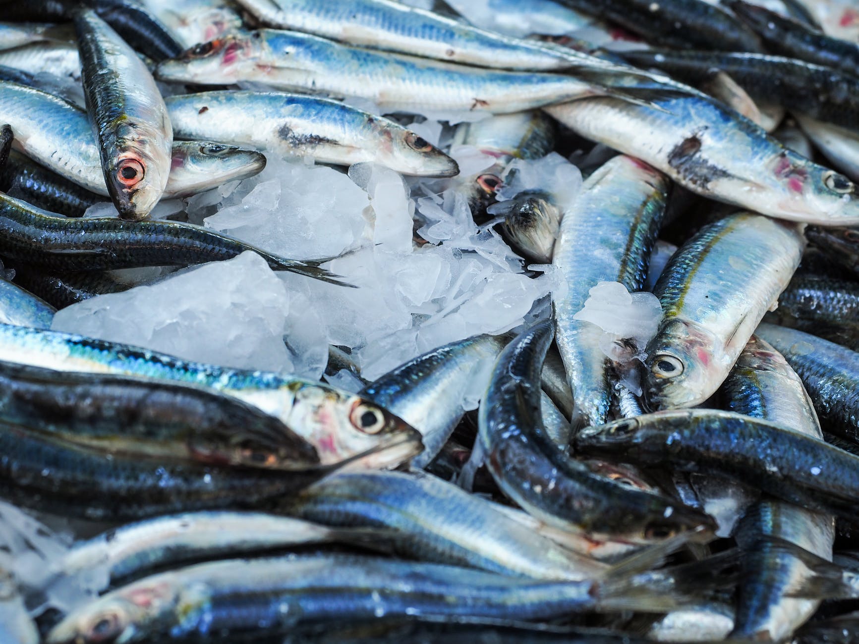 Sardinhas são indicadas para uma alimentação mais saudável e podem ser usadas em receitas variadas.