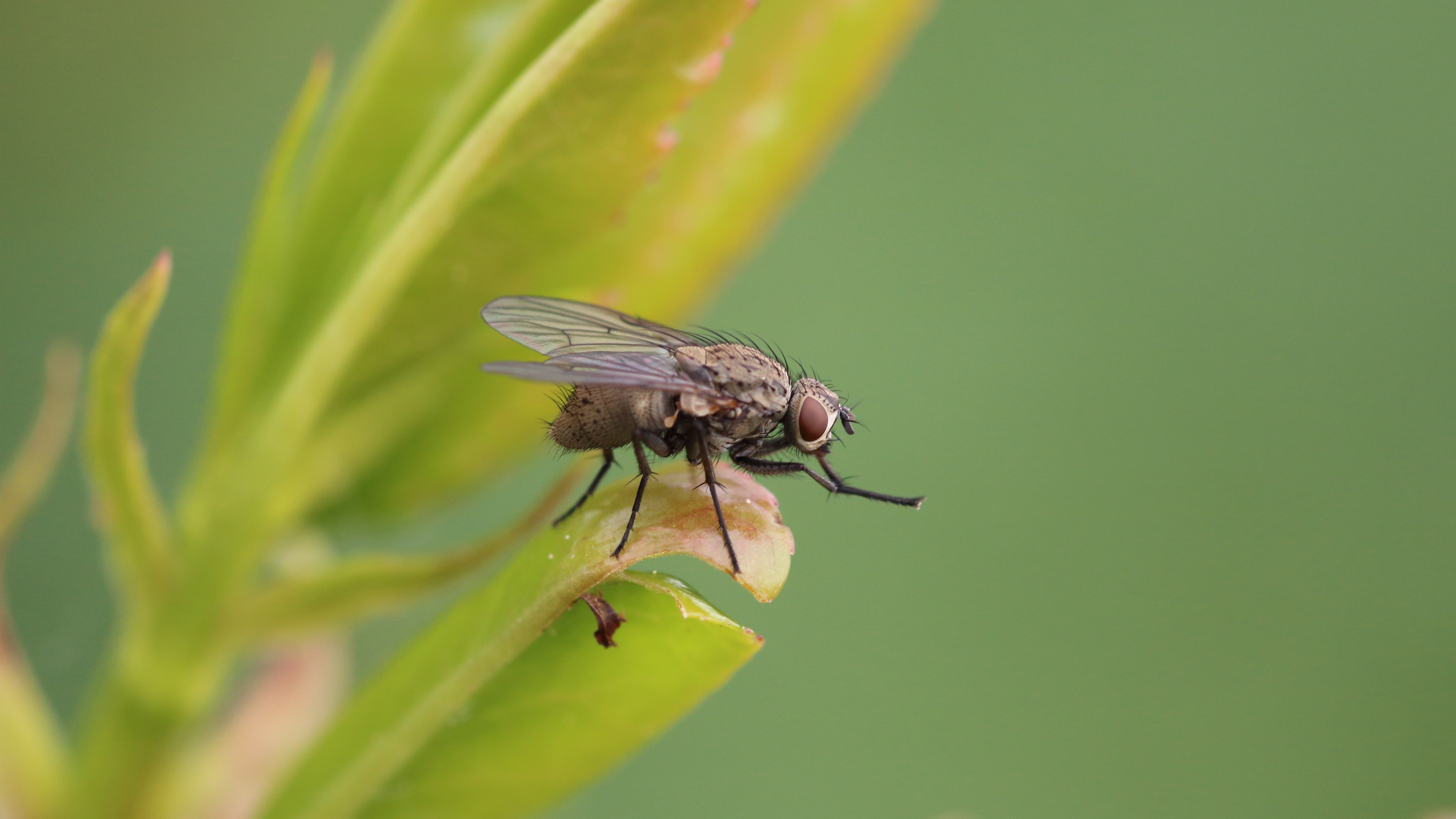 Mosca pousando na folha verde