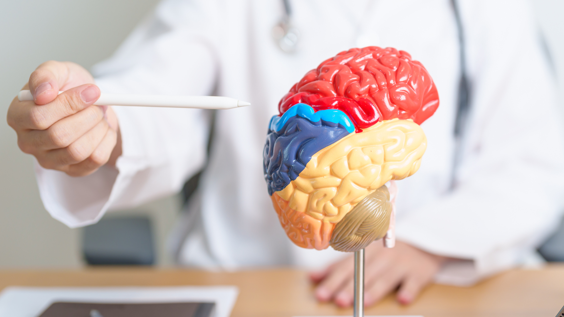 Médico mostrando protótipo de cérebro