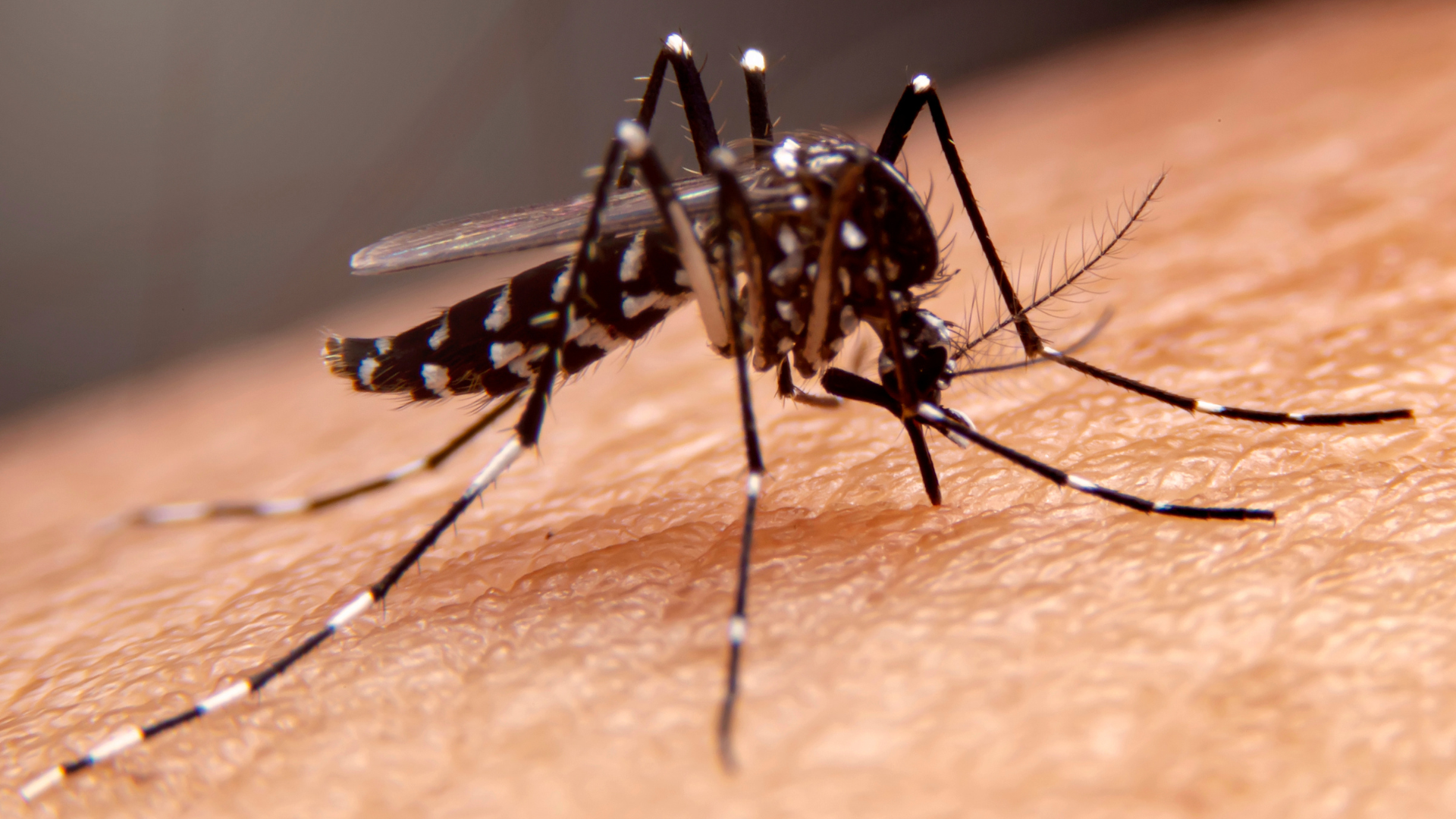 Mosquito da dengue pousando na pele